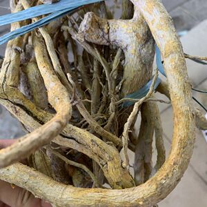 800人付款淘宝两面针粉中药材超细药用入纯地金牛双面针根植物粉末非