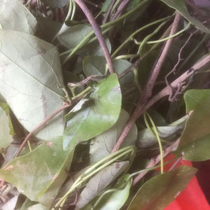 粪箕笃生草药 田鸡草 千金藤500g包邮