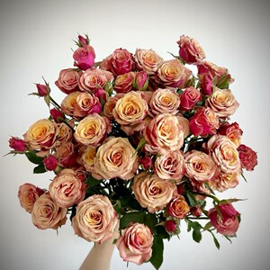 神奇魔力 厄瓜多尔2022新品 月季花苗复古色花心阳台多头泡泡玫瑰