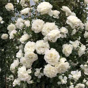 藤冰山 藤本月季 花量大长势快庭院阳台  白色耐寒耐热蔷薇篱笆