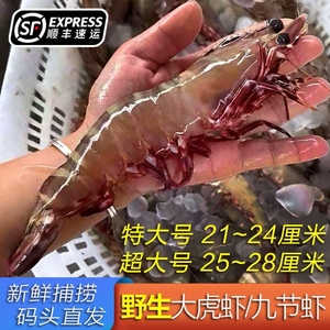 湛江黑虎虾鲜活冷冻大虾海鲜特大红爪老虎虾巨型海虾水产新鲜超大