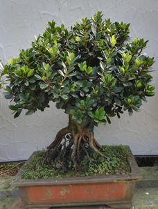 【中华蚊母盆景】中华蚊母盆景品牌,价格 - 阿里巴巴