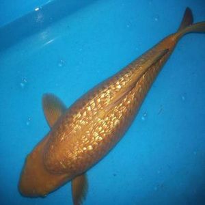 进口种鱼日本纯种茶鲤锦鲤闪鳞茶鲤锦鲤活体鱼巨型锦鲤淡水鱼