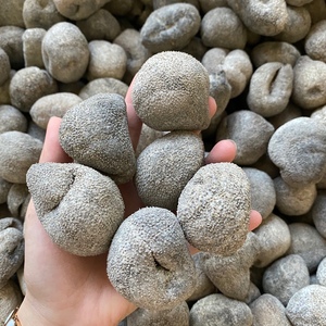 进口野生优质淡干龙眼参 珍珠参小球参 干货海参 14-16头一斤包邮