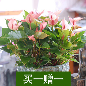 红掌彩掌室内客厅桌面绿植盆栽净化空气四季花卉盆景带花发货包邮