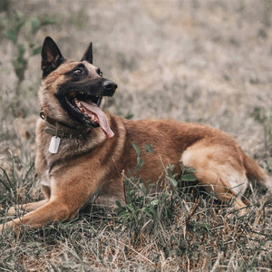 马犬幼犬纯种红马犬活体警犬比利时牧羊军犬看家护院小狗宠物活物