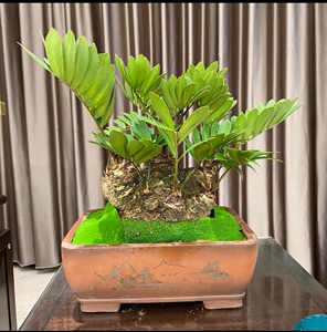 进口墨西哥铁树巴西铁美洲铁树庭院室内桌面盆景花卉盆 带盆土发