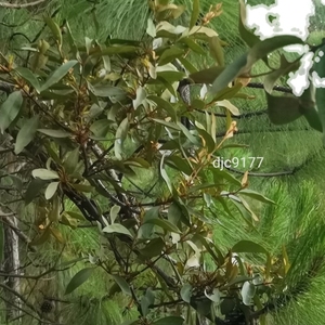 云南省天然野生松寄生茶下单现采摘新鲜带松枝发货1000g包邮