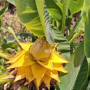 云南矮芭蕉金芭蕉地涌金莲千瓣莲花大型盆栽养不死地莲花