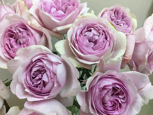 【万紫月季园】伊芙香草草莓玫瑰新品月季特大花浓香灌木月季