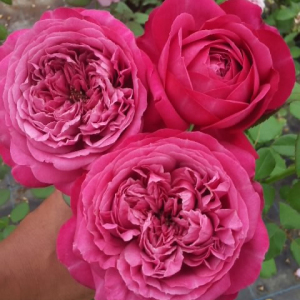 赫克托月季 红紫色玫瑰 希腊神袛勤花重瓣强香直立灌木月季
