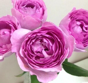 【万紫月季园】旋转香水 大花浓香灌枝条细软四季开花