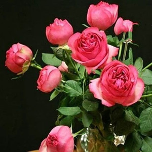 伊芙华尔兹月季