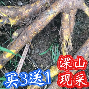 柘树根天然新鲜穿破石川破石地棉根九层皮金腰带柘刺根