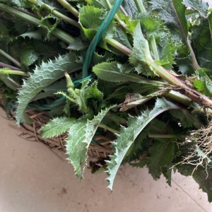 白花大蓟新鲜1斤刺菜鸡婆续断菊恶鸡婆花叶滇苦菜刺苦菜苦马菜