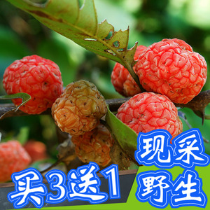 柘树叶子 新鲜野生500g 柘刺柘桑黄桑刺针树刺桑柘木灰桑树枝叶