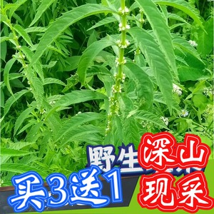 地笋子新鲜1斤泽兰根地瓜儿地蚕子地藕野三七水三七旱藕