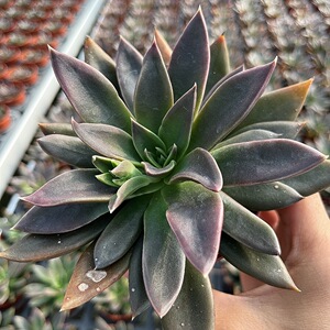 黑美人黑王子多肉盆栽大颗肉肉花卉植物净化空气防辐射带盆土包邮