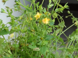500克新鲜田基黄禾虾气斑鸠窝雀舌草七寸金一条香(发顺丰快递)