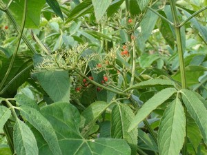 500克新鲜走马风牛耳草吊钟黄水马胎赶风茜牛耳接骨草发顺丰快递