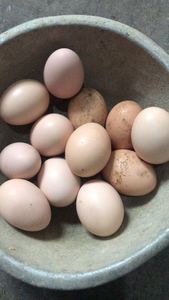 贵州遵义农家散养土鸡蛋新鲜笨鸡蛋农村自养初生蛋新30枚60枚90枚