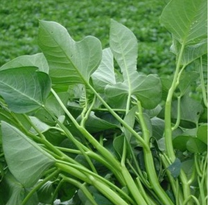 大叶空心菜种子四季种籽蔬菜种孑水种苗带根水上新鲜青菜籽种大全