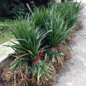 吉祥草耐阴多年生常绿沿阶草本盆栽草坪地被植物紫衣草小叶松寿兰