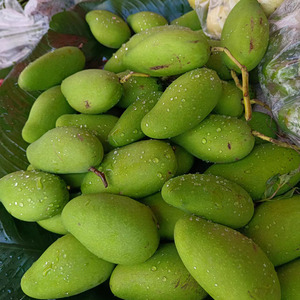 秋先生的剑淘宝云南临沧特产酸脆生芒果新鲜现摘酸水果孕妇酸果送