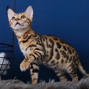 纯种孟加拉豹猫幼猫玩具虎猫老虎猫活体玫瑰花纹短毛赛级血统宠物