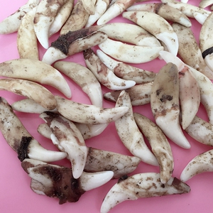 狗牙齿辟邪 真狗牙辟邪婴儿吊坠黑狗牙