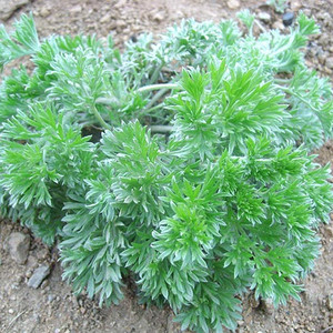 山东白蒿新鲜食用野菜白蒿苗野生白蒿茵陈新鲜时令野菜茵陈蒿山珍