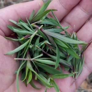 山东特产山菜山野菜山苜楂山蚂蚱山麻楂新鲜野生包子馅时令山珍菜