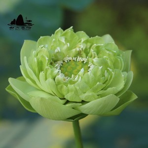 【金翠牡丹莲】中型 绿色 碗莲荷花水生花卉种藕包活包对版开花