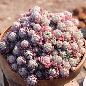 【冰梅多肉包邮】冰梅多肉包邮品牌,价格 - 阿里巴巴