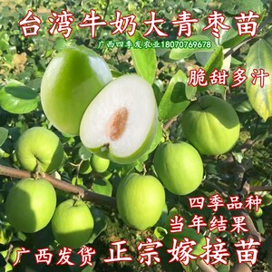 台湾牛奶大青枣苗树苗蜜丝大青枣果苗树绿色脆甜多汁庭院盆栽地栽