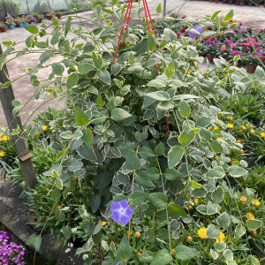 青叶蔓吊兰花叶蔓盆栽长藤阳台室外植物吸甲醛防辐射攀爬垂吊花卉