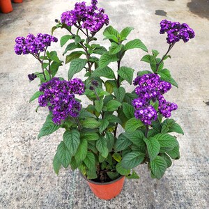 香水草植物盆栽室内花卉阳台绿植香味花草易种植花期长兰香草花苗