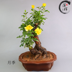 高档蔷薇盆景树桩五彩月季古桩盆景实物爬藤月季盆景树桩绿植花卉