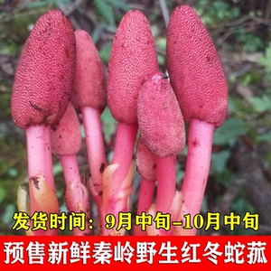秦岭新鲜红冬蛇菰回春草不老草草苁蓉文王一支笔仙人头借母怀胎