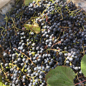 长白山野生山葡萄泡酒料东北小粒山葡萄2斤野生葡萄新鲜1000g