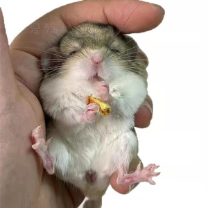 通心粉鼠幼崽活物纯种仓鼠活体小型宠物学生宿舍肥尾沙鼠家养