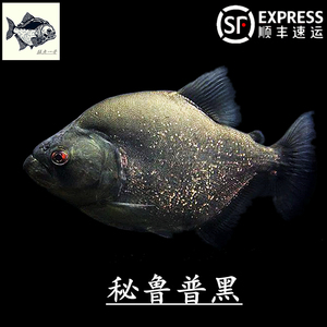 秘鲁黑食钻黑普黑大黑黄钻辛古水虎武士胭脂黑斑南美加拉辛凶猛鱼