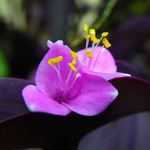 86慧慧严选潮品淘宝紫罗兰花卉盆栽紫竹梅紫色吊兰紫罗兰花苗紫叶吊