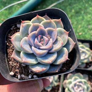 汉堡多肉植物白色肉肉好看好养全店满38包邮