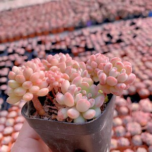 萌豆多肉萌肉肉群生小红蛋多肉全店满38包邮