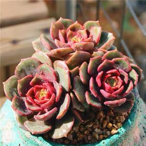 801人付款淘宝一物一拍精品控养多肉群生大红袍缀化龙头板子自然无砍