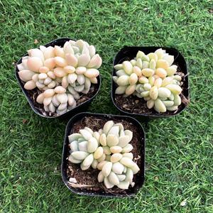 胡晓亮914淘宝白鹭 多肉植物果冻色状态好小精品新手皮实好养花卉