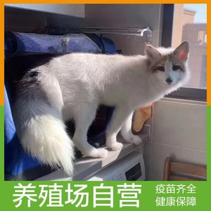 宠物小狐狸养殖场幼崽蓝狐雪狐萌活物熊猫狐白狐冰岛狐活体定金