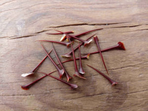 900人付款淘宝酸枣刺酸枣针枣刺枣针枣树刺枣树针植物耳钉耳棒耳针茶