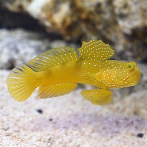 海水鱼海水鱼 珊瑚 活体/海水鱼/虾虎/黄金虾虎